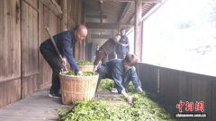 福建武夷山正山小种制作工艺技能大赛开赛